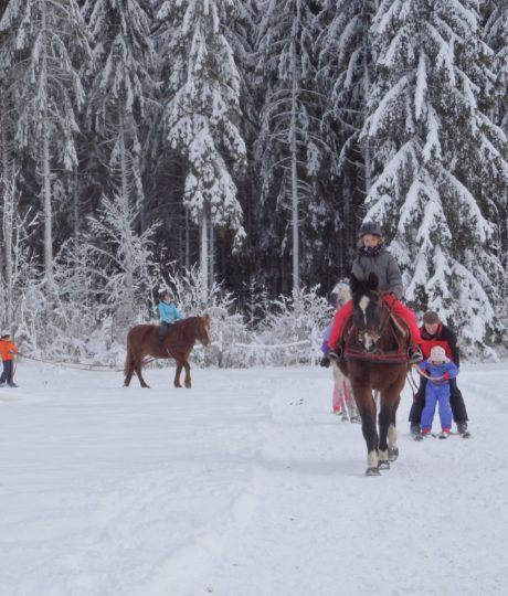 Ski Joëring et activités équestres pour tous – Ferme équestre de la Pelaisse