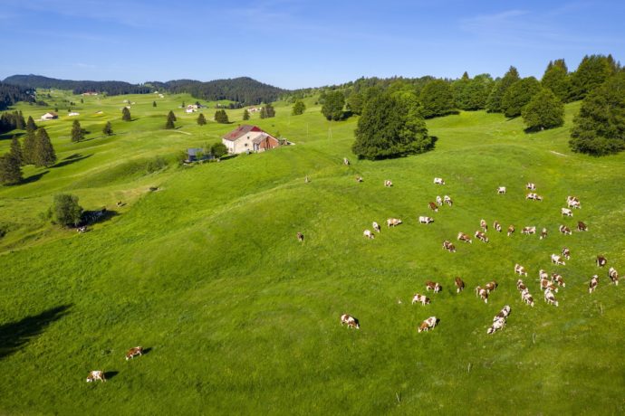 PAYSAGE_VACHES_©STEPHANE_GODIN