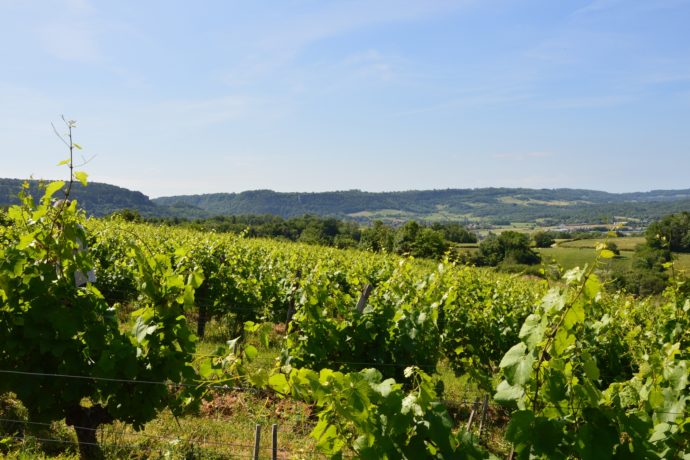 POLIGNY_vigne-creux de l’enfer 3 – Domaine Noir(été_13.06.2022)_APSCoeurDuJura