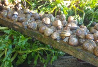 L’Escargot Jurassien