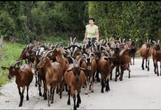 Chèvrerie de la Vallée Verte