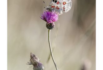 Sylvain Rouvier Photographie