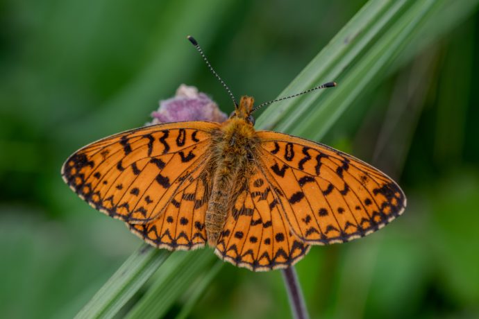 Petit collier argenté (Boloria selene)