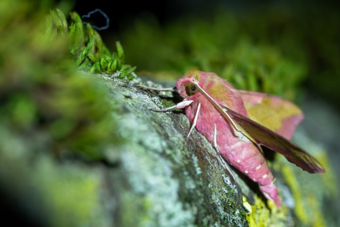 Petit sphinx de la vigne (Deilephila porcellus)
