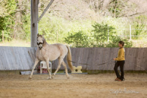 Photos les chevaux de Beltane © Simple Illusion