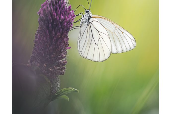 Piéride de l&rsquo;aubépine – Jura