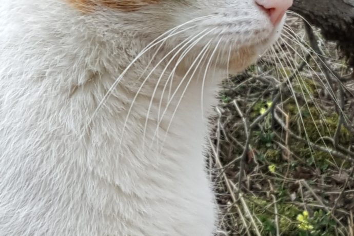 Rouxy