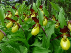 Sabot de Vénus (Cypripedium Calceolus)