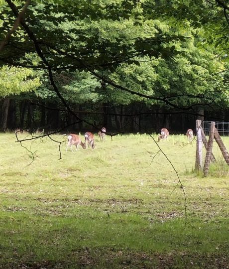 Parc de la Sauline