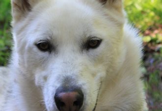 Sentiers Nordiques – Chiens de traîneaux