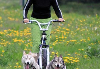 Sentiers Nordiques – Chiens de traîneaux