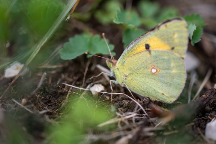 Souci (Colias croceus)