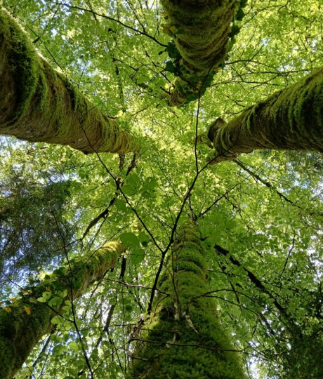 Catherine Bollengier – Sylvothérapie