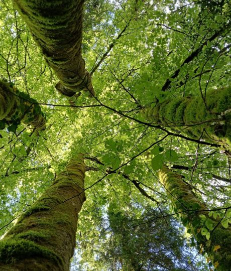 Catherine Bollengier – Sylvothérapie