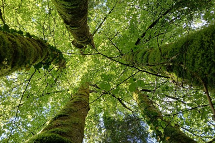 Sous les arbres au printemps