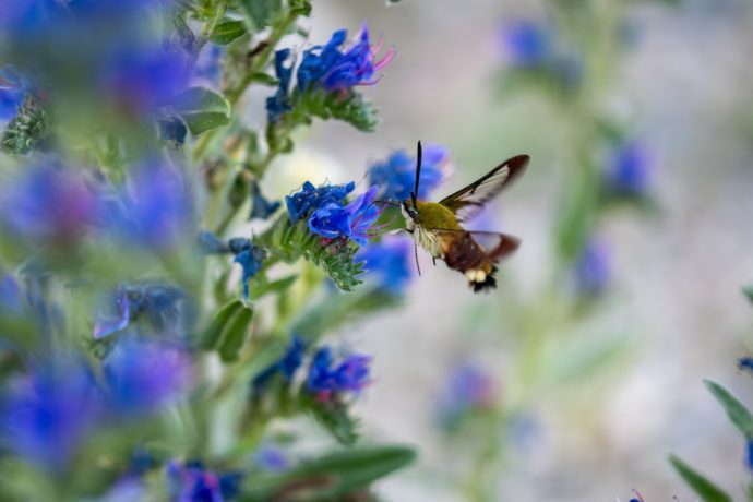 Sphinx gazé (Hemaris fuciformis)