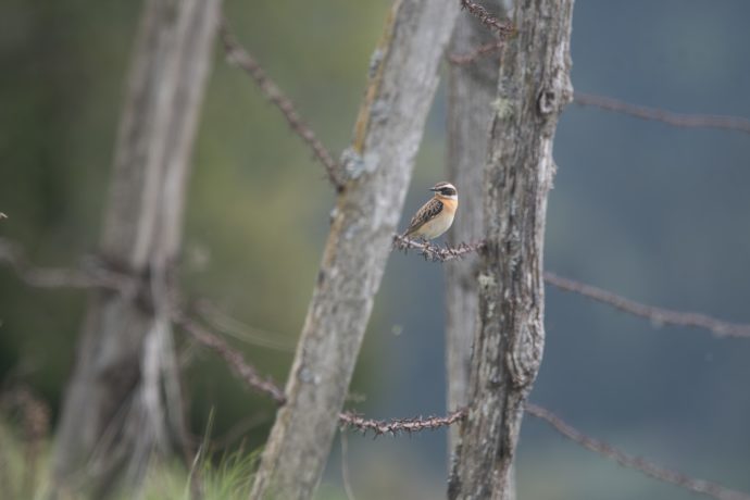 Tarier des prés (Saxicola rubetra)