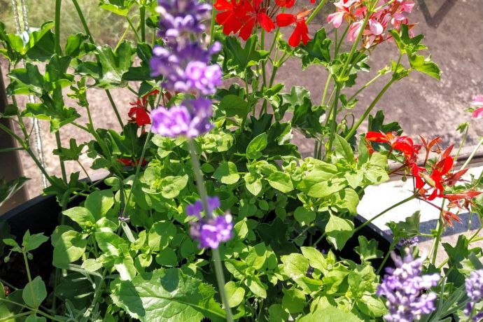 Terrasse fleurie