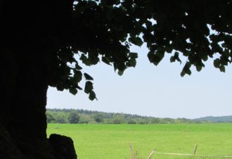 Tilleul de Granges Sauvaget