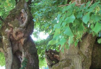 Tilleul de Granges Sauvaget