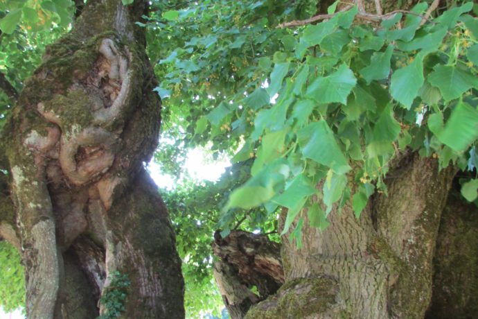 Tille_Bracon_2_(été_2019)_Jodie