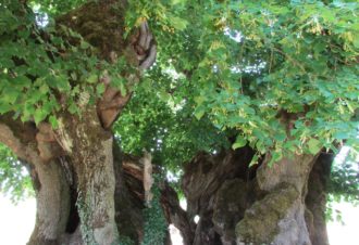 Tilleul de Granges Sauvaget