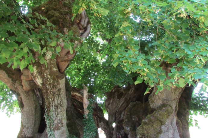 Tille_Bracon_3_(été_2019)_Jodie