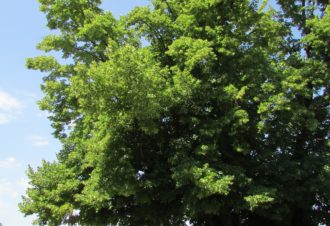 Tilleul de Granges Sauvaget