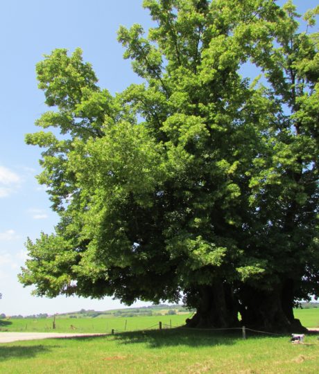 Tilleul de Granges Sauvaget