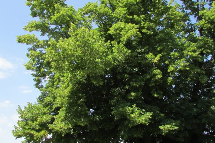 Tille_Bracon_4_(été_2019)_Jodie