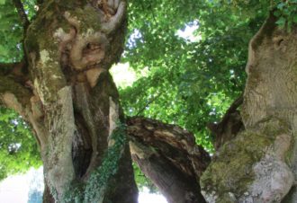 Tilleul de Granges Sauvaget