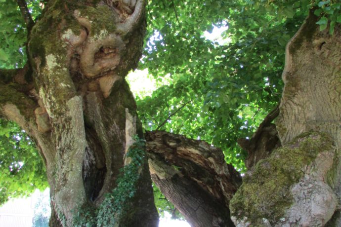 Tille_Bracon_5_(été_2019)_Jodie