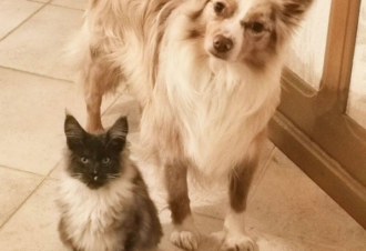 Jurassik’Homes – Gîte Lagoon