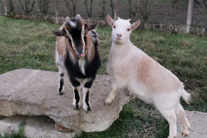 Toundra et Shapy, nos amours de biquettes, que nous vous emmènerons caresser si vous en avez envie