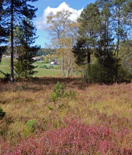 Réserve Naturelle Régionale des tourbières du bief du Nanchez