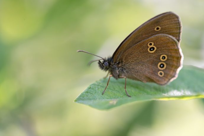 Tristan (Aphantopus hyperantus)
