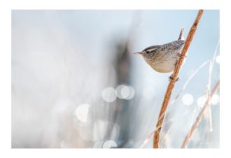 Sylvain Rouvier Photographie