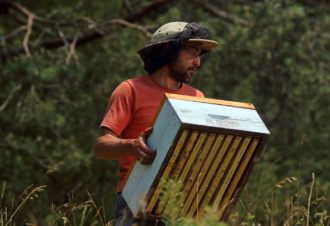 De la Ruche aux Papilles