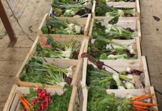 L’abeille maraîchère