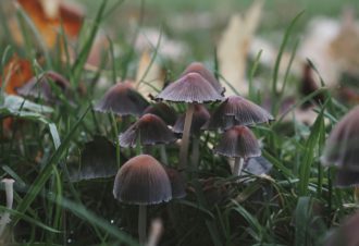 Les champignons, des goûts et des couleurs