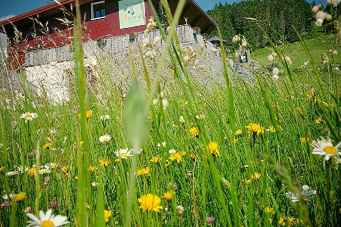 anversis printemps