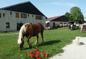 En famille à la campagne à la découverte des animaux