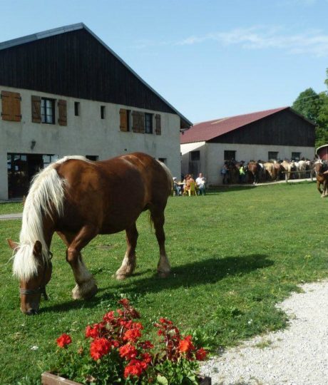 En famille à la campagne à la découverte des animaux