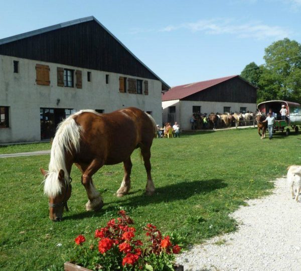 En famille à la campagne à la découverte des animaux