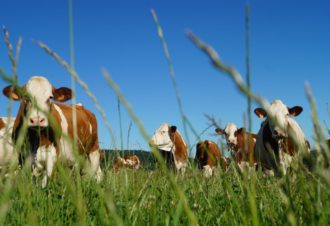 Gite « L’échapée verte »