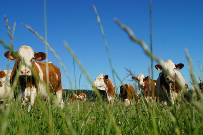 Vaches laitières de l’exploitation