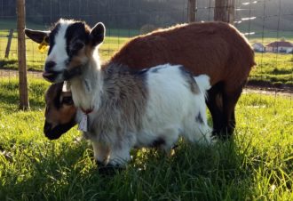 Gite « L’échapée verte »