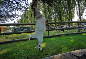 Allée des Peupliers