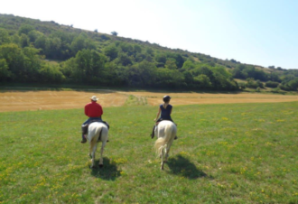 La Genette et la Salamandre