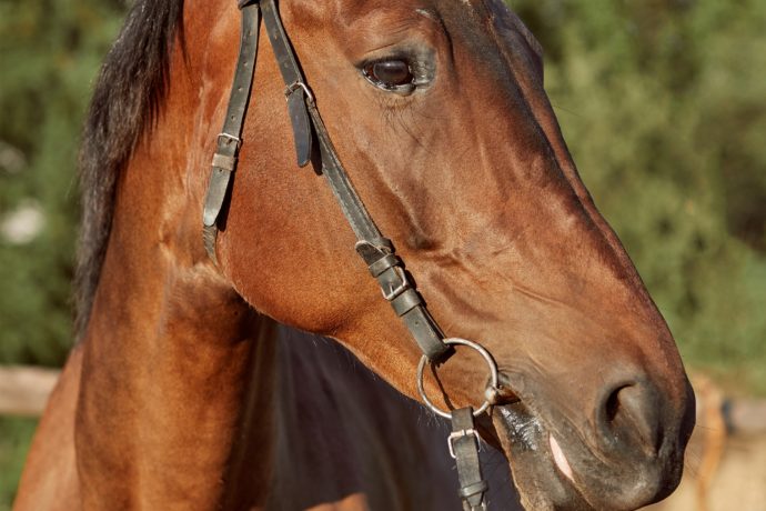 Beautiful brown horse, close-up of muzzle, cute look, mane, background of running field, corral, trees